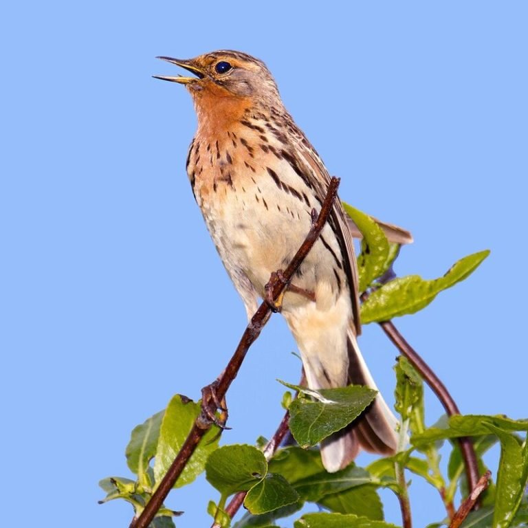 Anthus Cervinus Red Throated Pipit Usa Birds