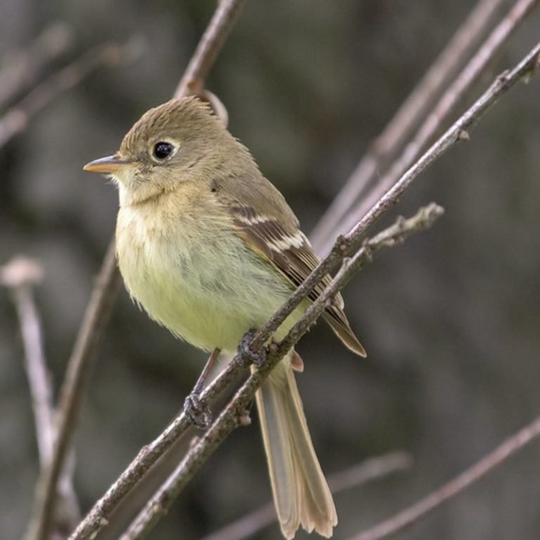 Empidonax Difficilis Pacific Slope Flycatcher Usa Birds