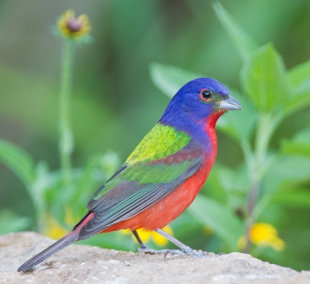 Passerina ciris - Painted bunting  in the United States 