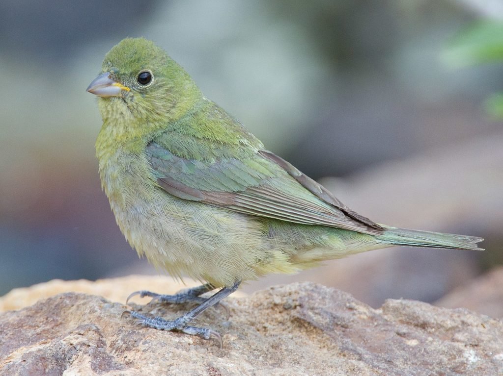 Female Passerina ciris - Painted bunting in the United States