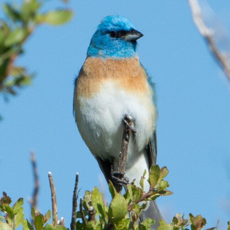 Passerina Amoena - Lazuli Bunting