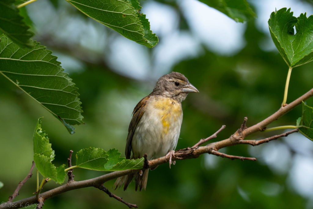  Spiza americana – Dickcissel in the United States 