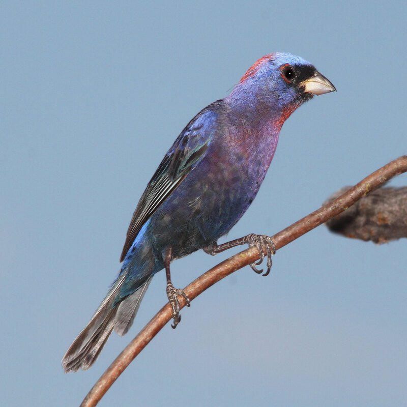 Passerina versicolor - Varied bunting 