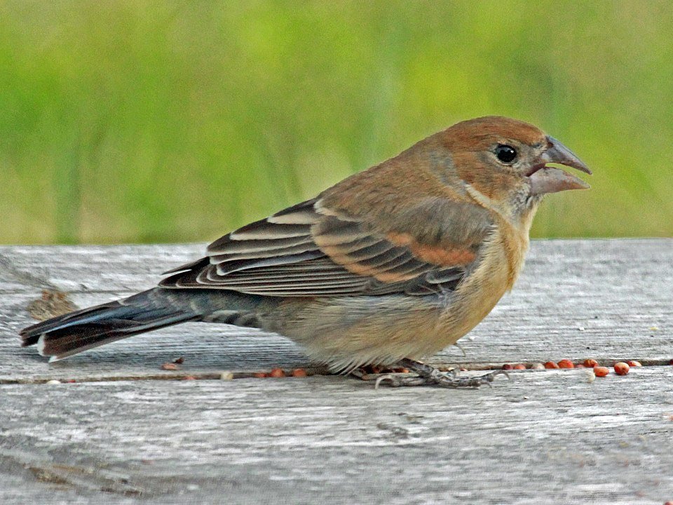 Adult Female Blue grosbeak, Passerina caerulea in brown body color 