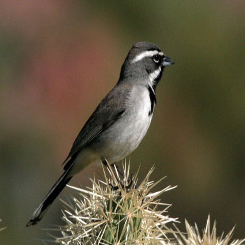 Amphispiza Bilineata - Black-Throated Sparrow in Arizona, United States.