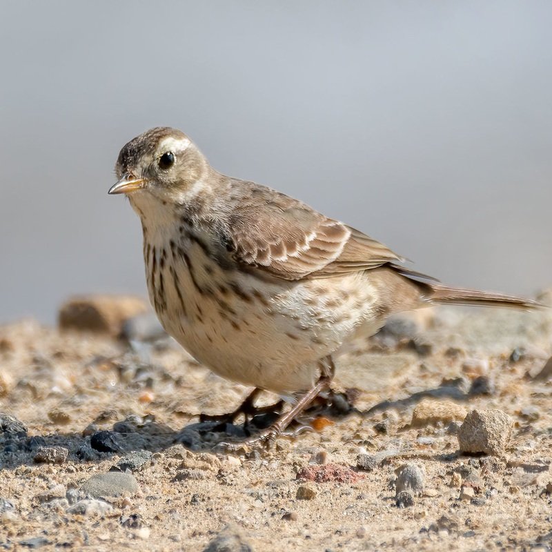 Anthus Rubescens – American Pipit