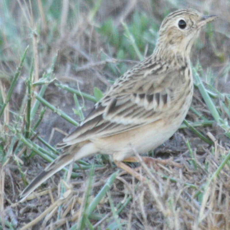 Anthus Spragueii – Sprague’s Pipit