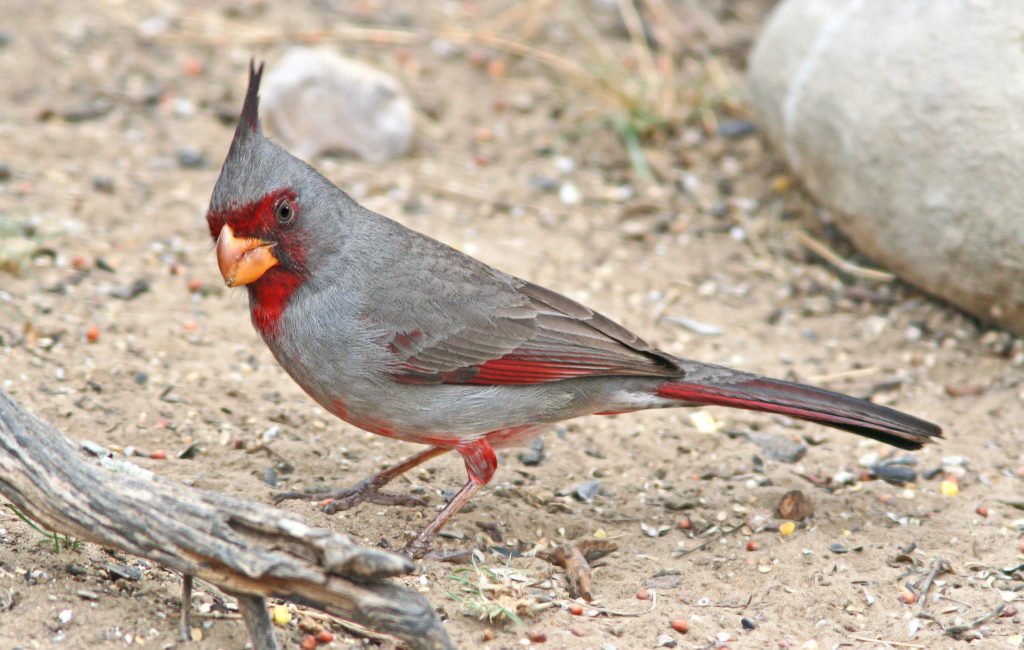Cardinalis Sinuatus – Pyrrhuloxia  in United States 