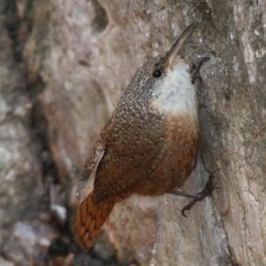Catherpes mexicanus - Canyon wren in the United States