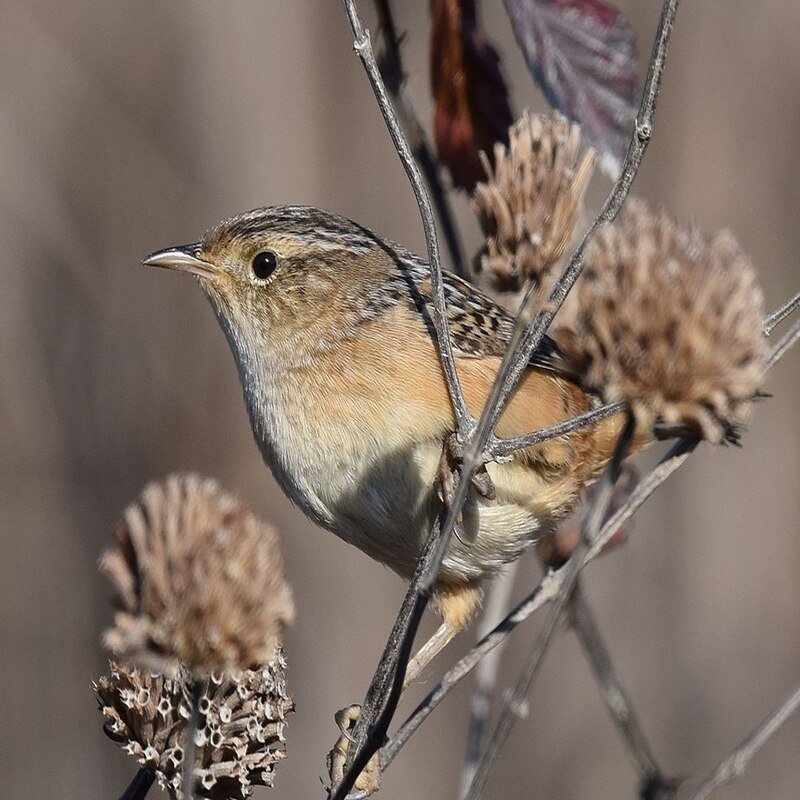 Cistothorus Platensis - Sedge Wren in the United States