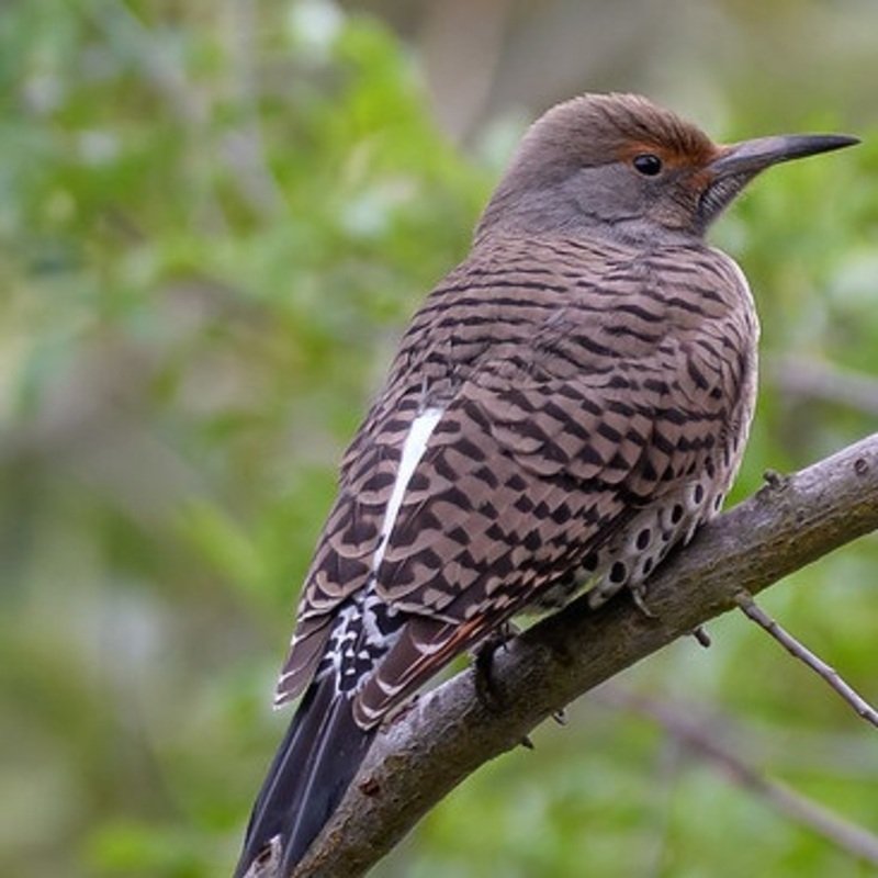 Colaptes Auratus - Northern Flicker in the United States