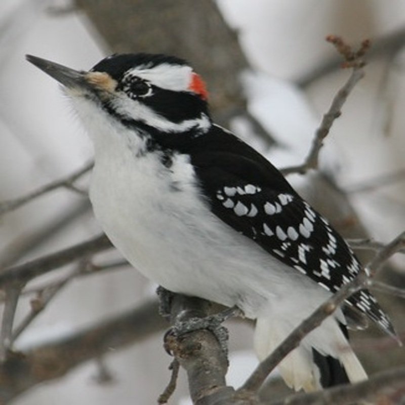 Dryobates Villosus - Hairy Woodpecker