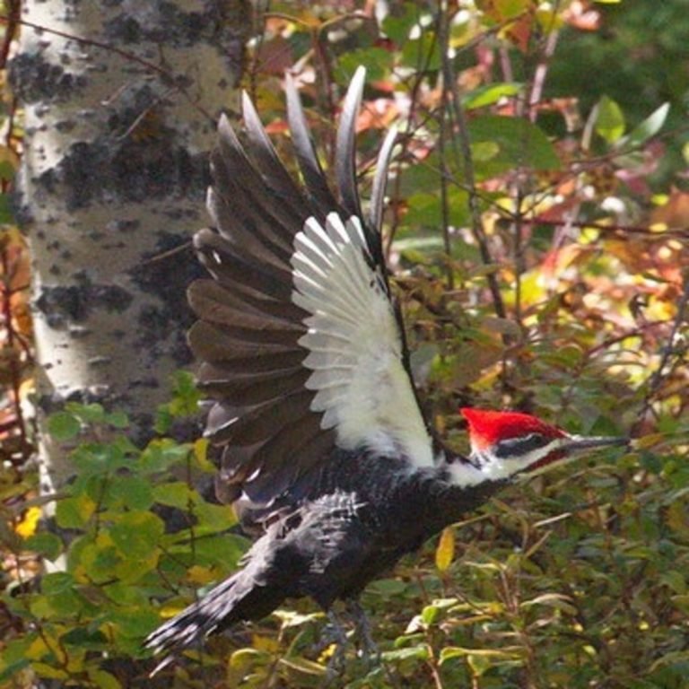 Dryocopus Pileatus Pileated Woodpecker Usa Birds 3875