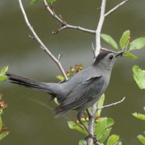 Dumetella carolinensis - Gray catbird that can be found in the United States