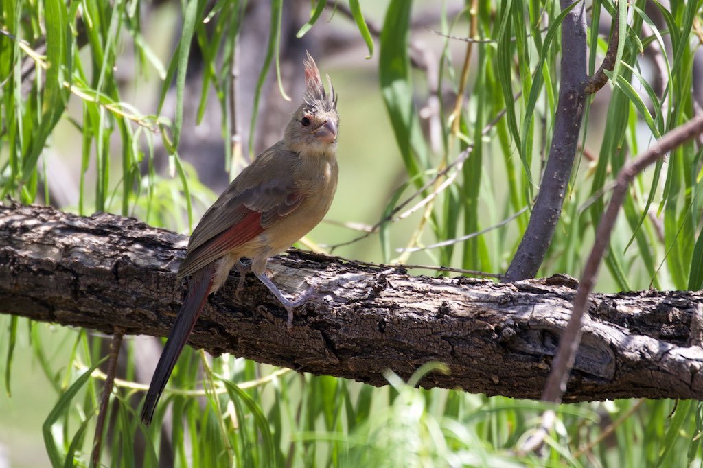 Cardinalis Sinuatus – Pyrrhuloxia Immature look