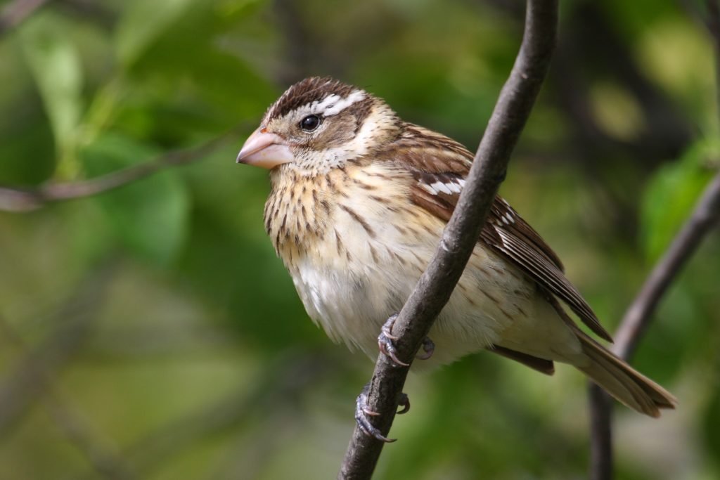 Adult Female Pheucticus ludovicianus - Rose-breasted grosbeak in the United State