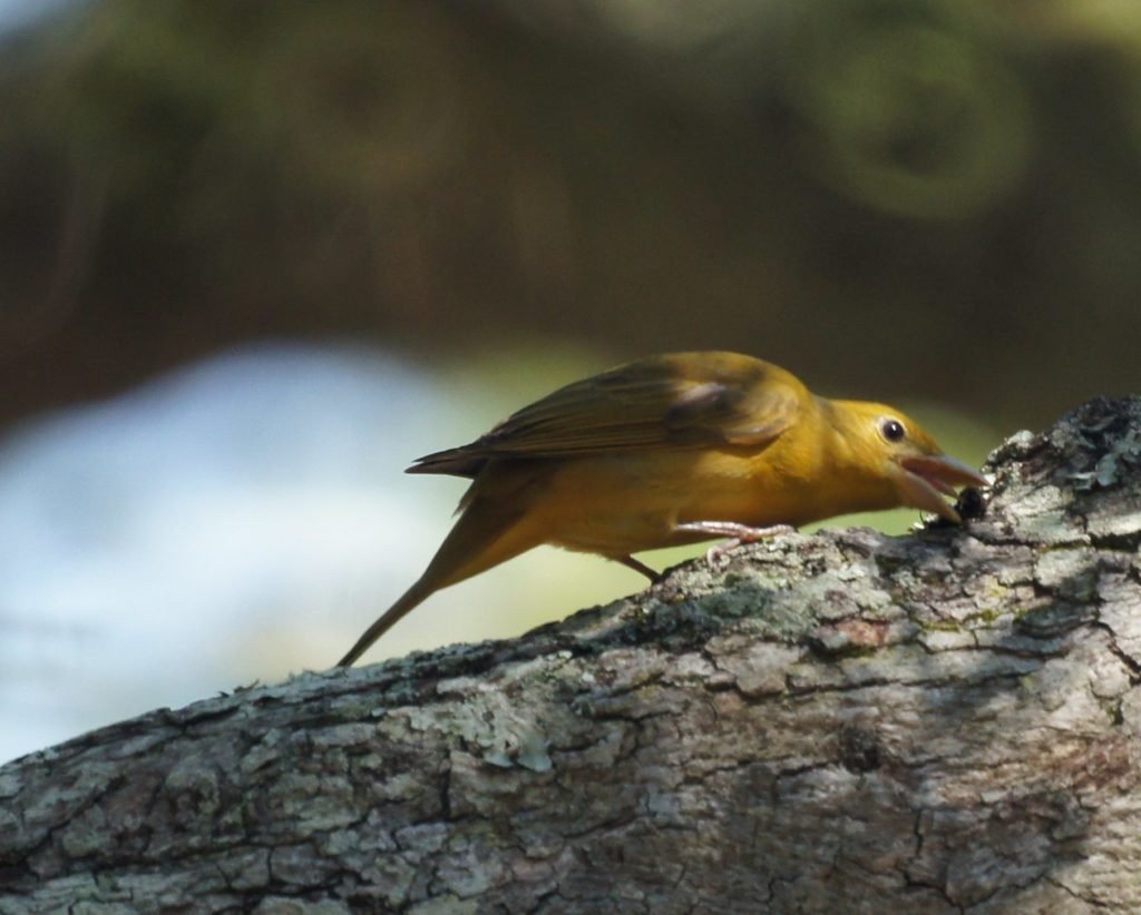 Female Piranga Rubra - Summer Tanager finding something to eat