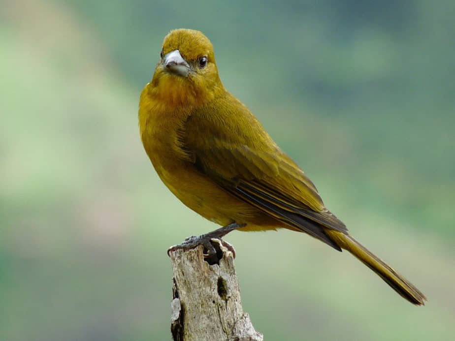 Female Yellow Piranga flava- Hepatic tanager 