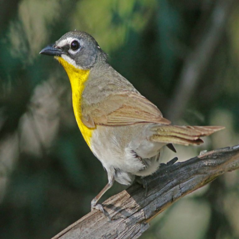 Icteria Virens - Yellow-Breasted Chat - USA Birds