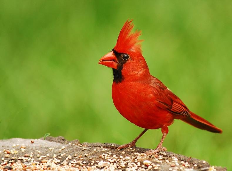 Male Cardinalis Cardinalis - Northern Cardinal in the United States 