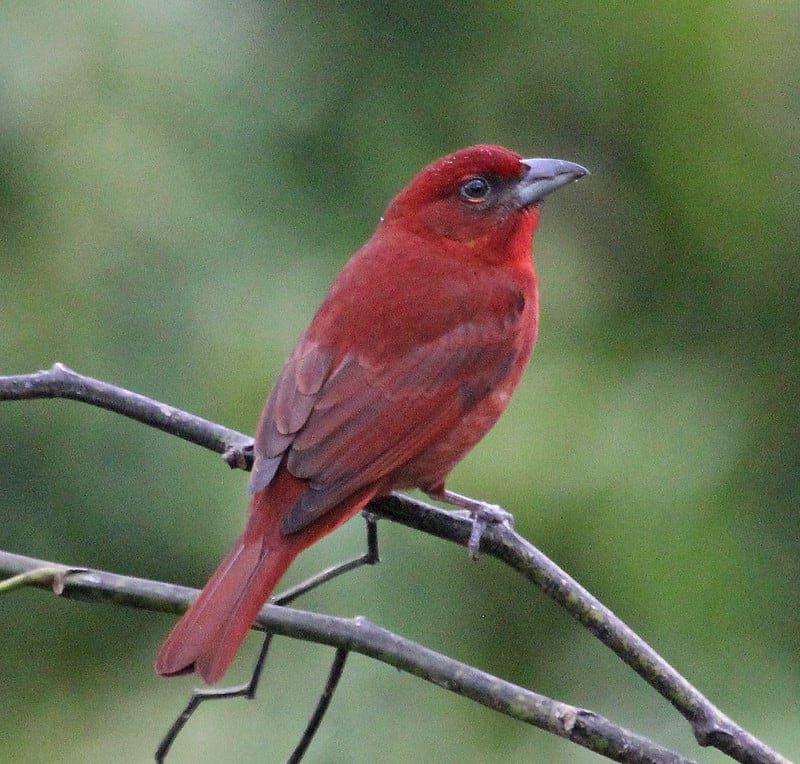 Red Male Piranga flava- Hepatic tanager 