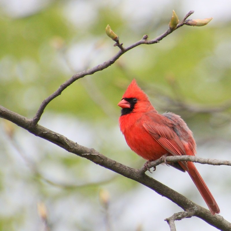 Cardinalis Cardinalis – Northern Cardinal