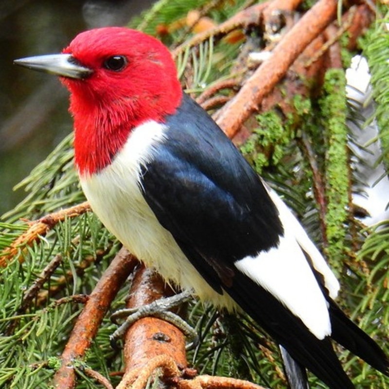Melanerpes Erythrocephalus – Red-Headed Woodpecker