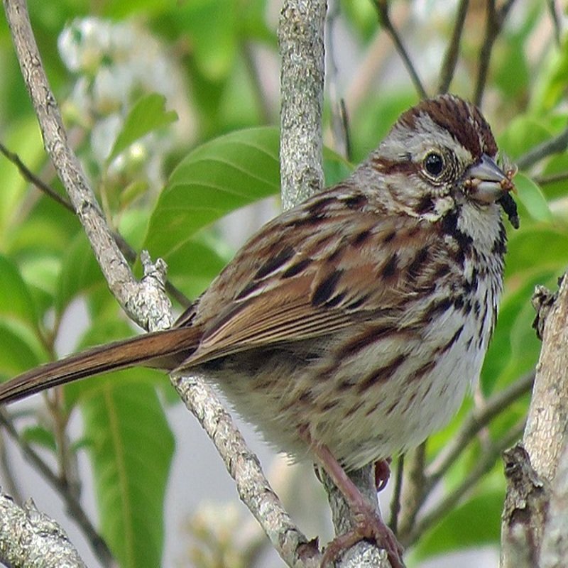 Melospiza Melodia – Song Sparrow