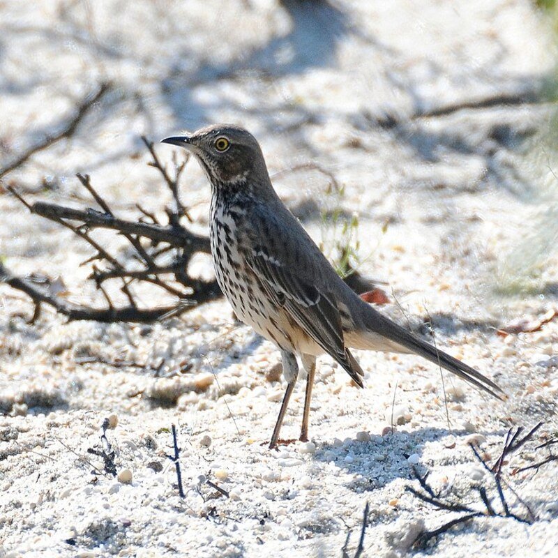 Oreoscoptes Montanus – Sage Thrashe