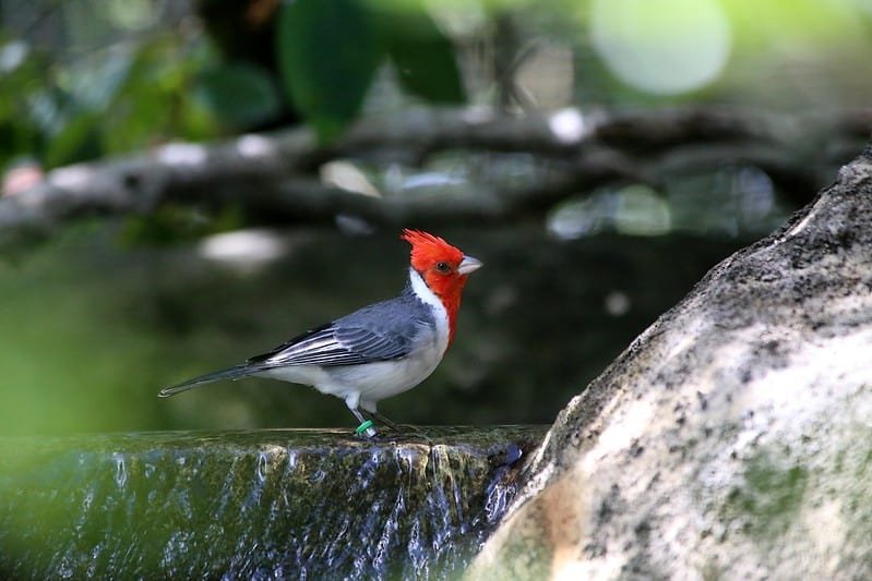 Range of Paroaria coronata - Red-crested cardinal in United States