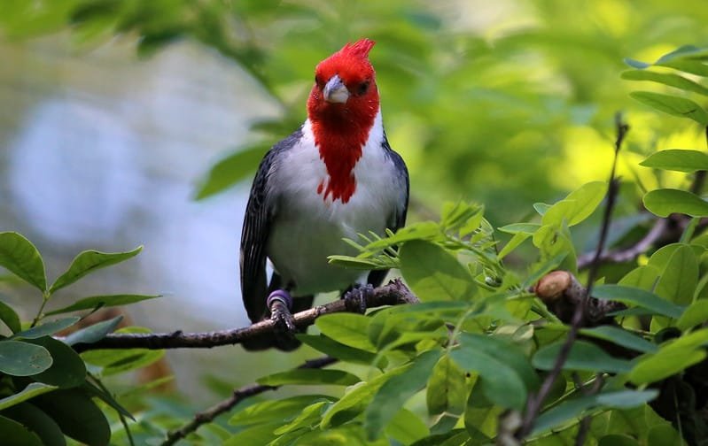 Range of Paroaria-coronate - Red crested cardinal in United States