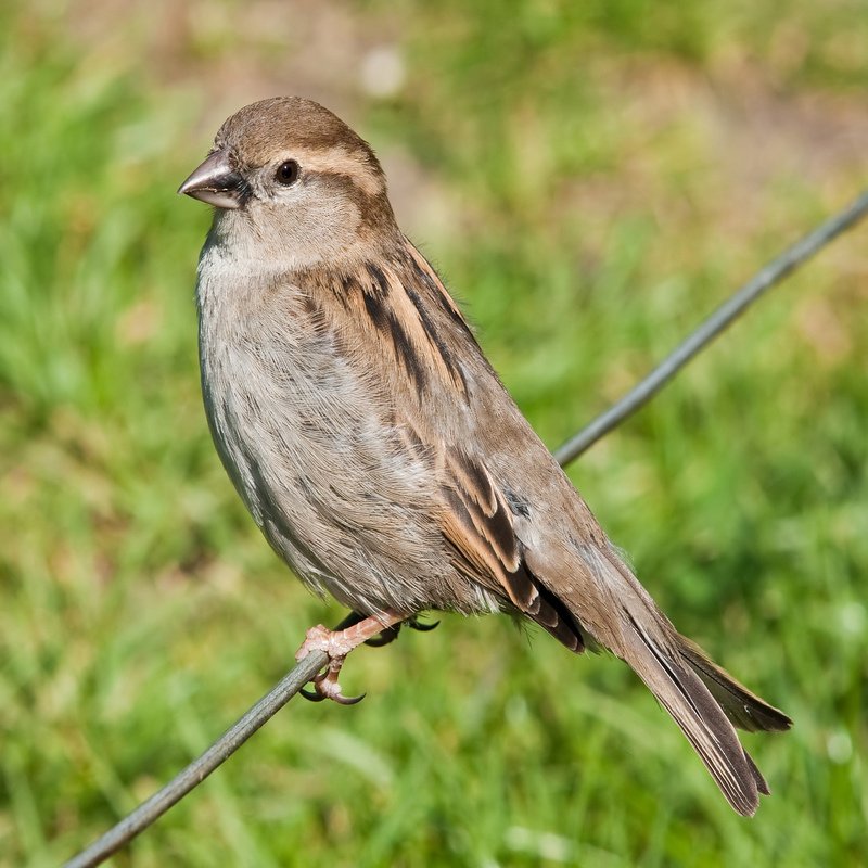 Brown Passer Domesticus - House Sparrow in the United States 