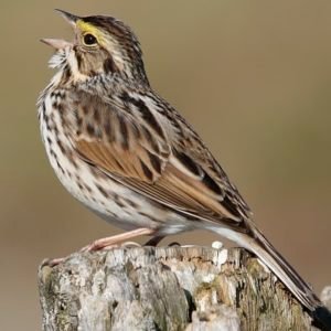 Passerculus Sandwichensis - Savannah Sparrow