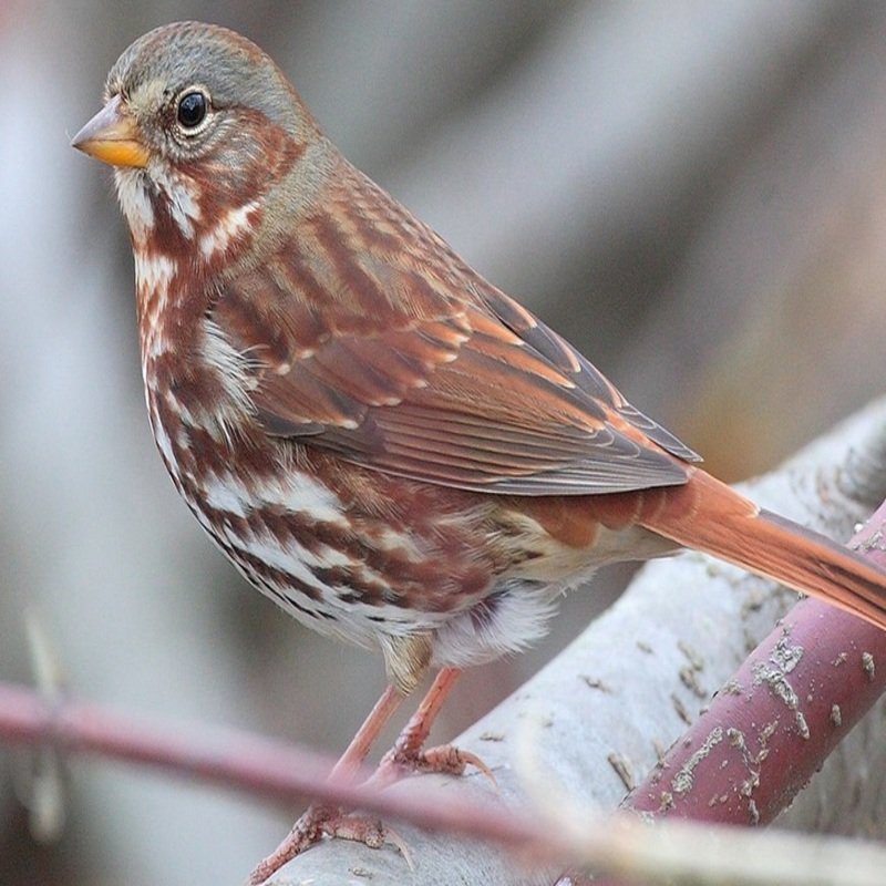 Passerella Iliaca – Fox Sparrow