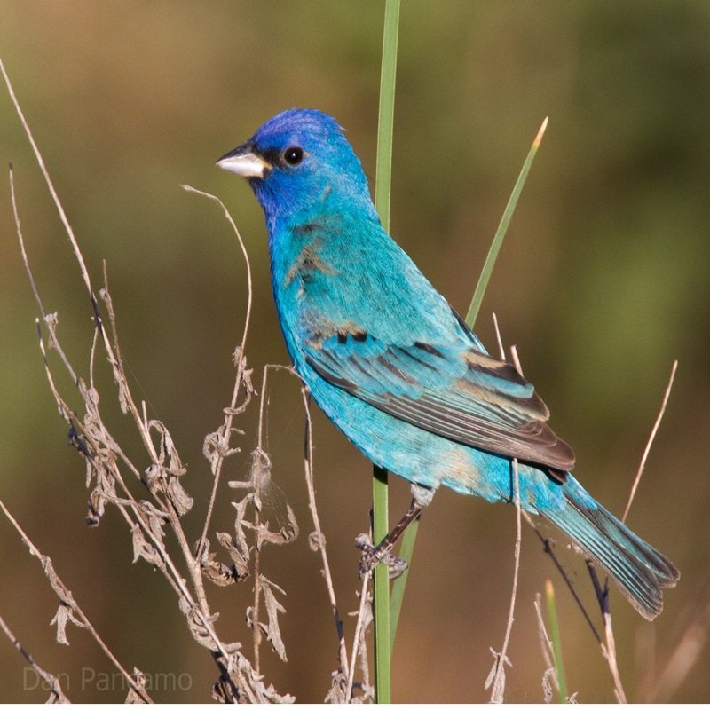 Passerina Cyanea – Indigo Bunting