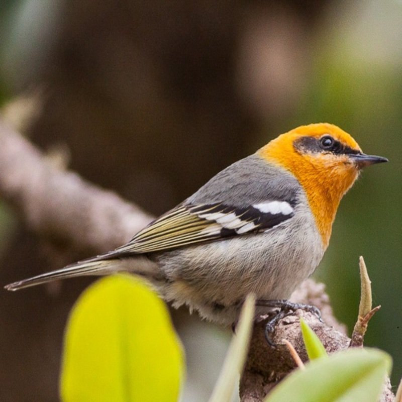 Peucedramus Taeniatus – Olive Warbler