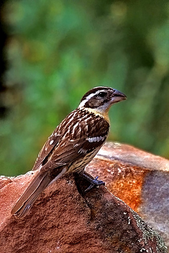 Pheucticus Melanocephalus - Black-Headed Grosbeak with brown colored wings