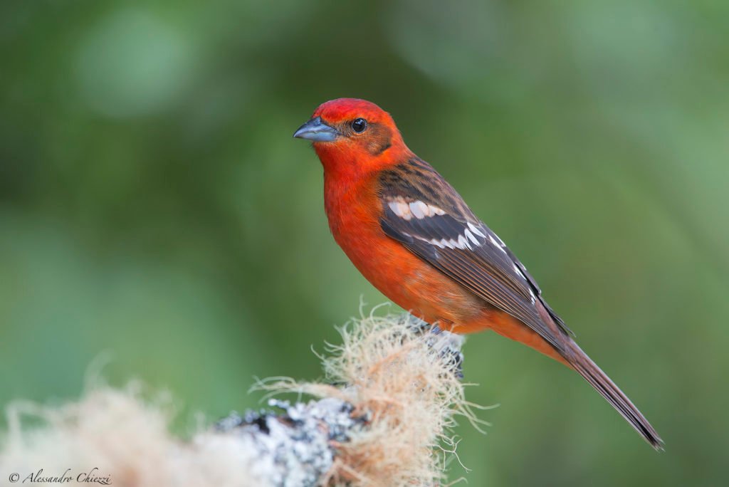 Piranga Bidentata - Flame-Colored Tanager