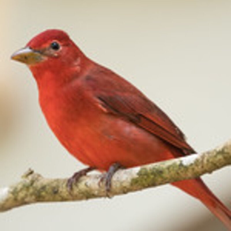 Piranga Rubra – Summer Tanager