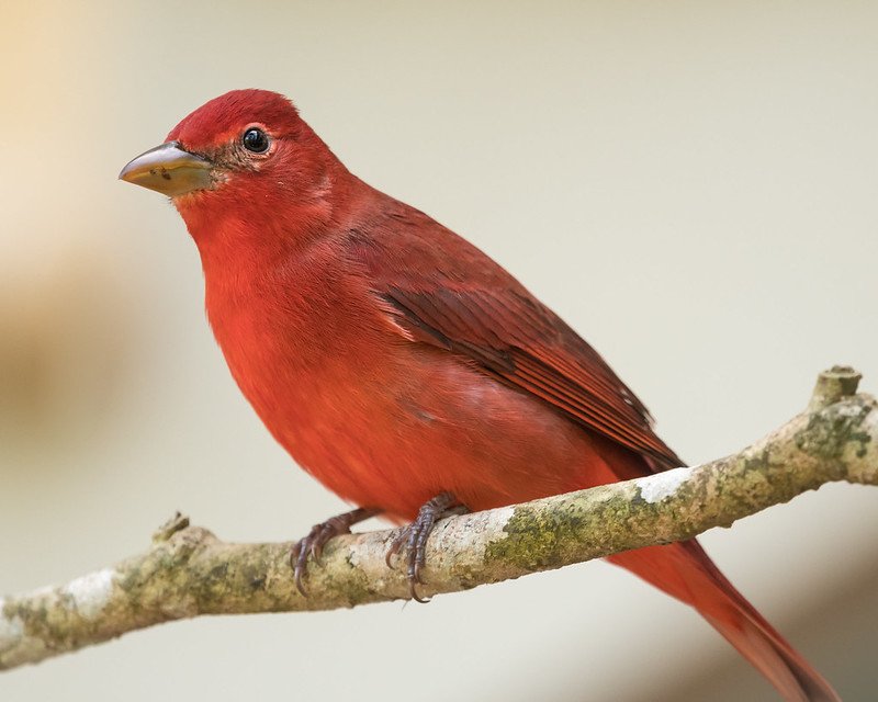 Male Piranga Rubra - Summer Tanager in Mexico 