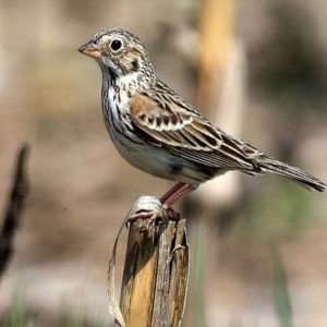 Pooecetes Gramineus - Vesper Sparrow in the United States
