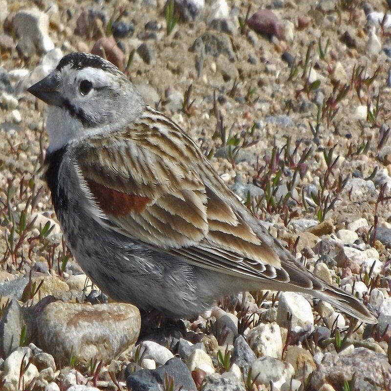 Rhynchophanes mccownii - Thick-billed longspur in the United States