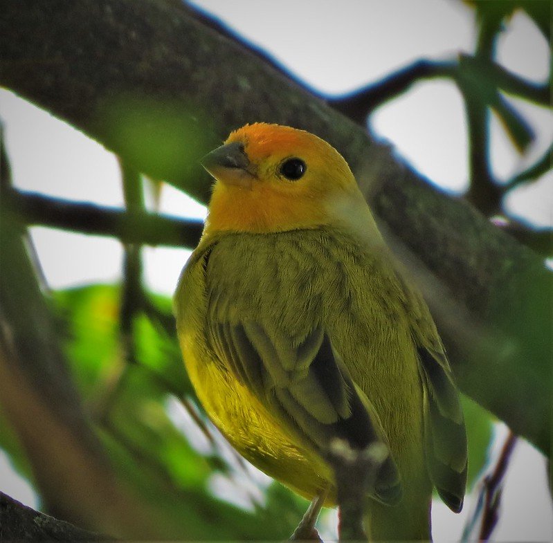 Close up look of this beautiful Sicalis flaveola - saffron finch 