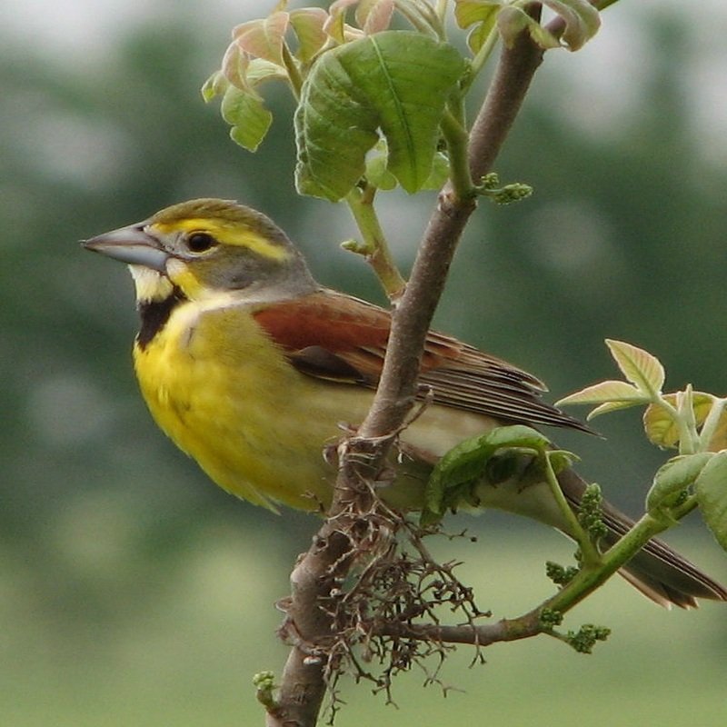 Spiza americana – Dickcissel in United States