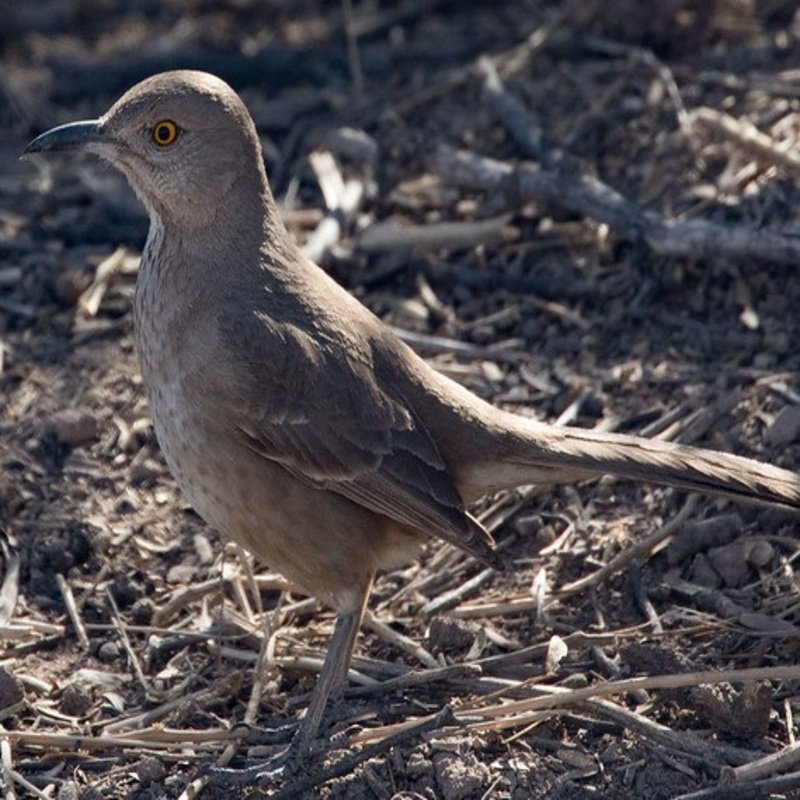 Toxostoma Bendirei - Bendire's Thrasher