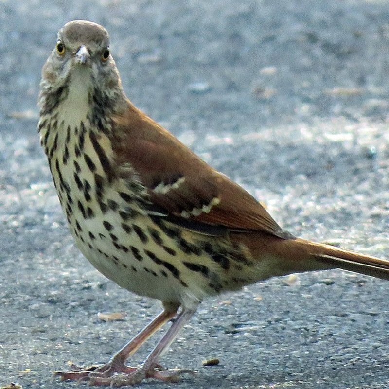 Toxostoma Rufum – Brown Thrasher