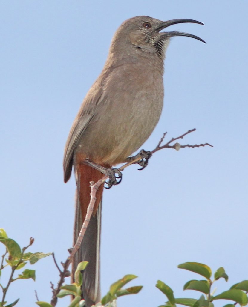 Toxostoma crissale - Crissal thrasher in the United States 