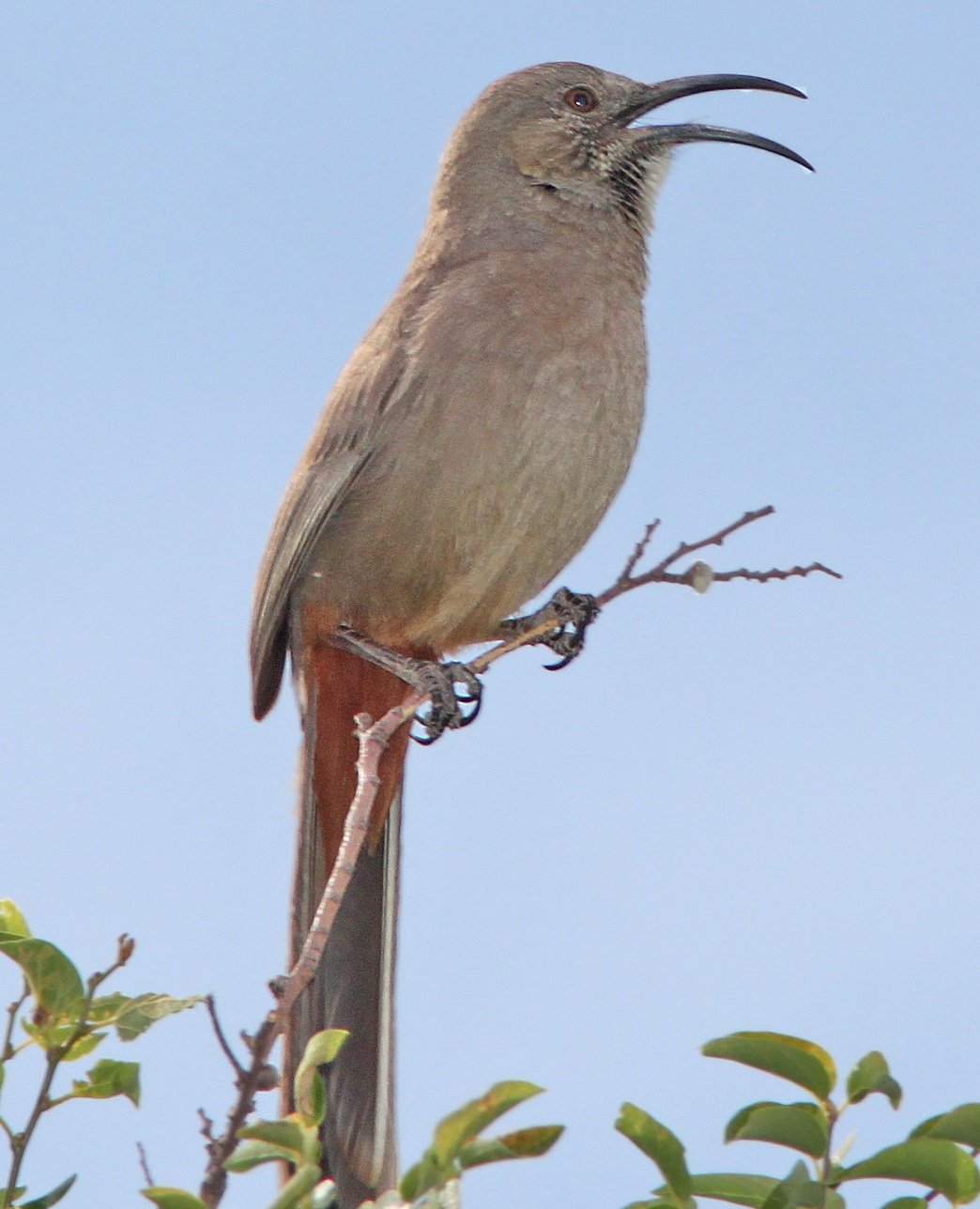 Toxostoma crissale - Crissal thrasher in the United States
