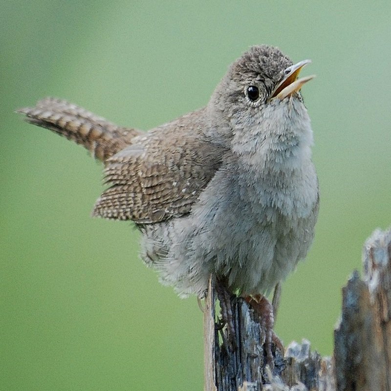 Troglodytes Aedon - House Wren in the United States