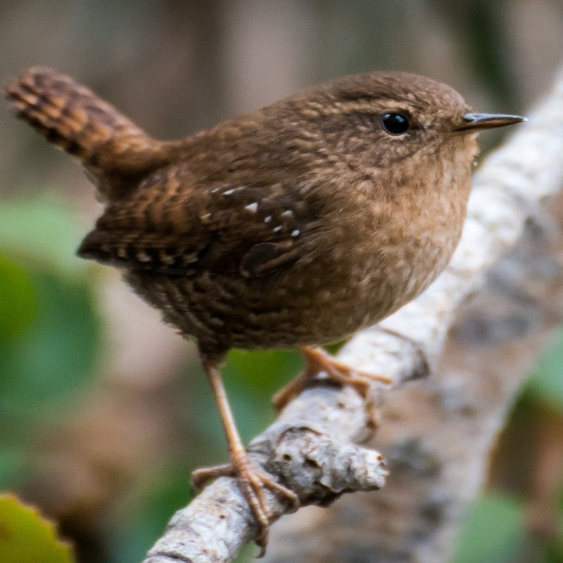 Troglodytes Pacificus - Pacific Wren